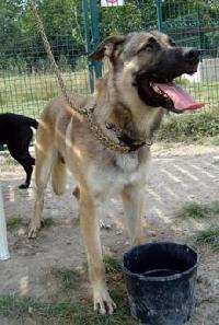 allemand - YOUGI male crois berger allemand 2ans Mini_061127101417226734