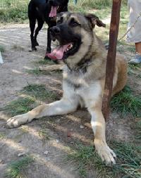 allemand - YOUGI male crois berger allemand 2ans Mini_061127101441226735