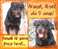 Nash rottweiler 10ans EUTHA programme! Mini_061128040109227512