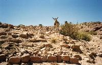 photos mon voyage en Jordanie, Petra, aman ETC......... Mini_0703261020352281423947