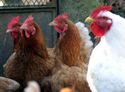 Conosciamo i nostri compagni viaggio... Galline