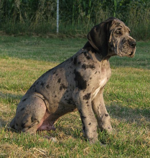 Skaistės G. šunys. KEIRA%20-%201