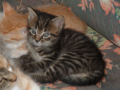 Bekijk een karakter blad Kitten-names