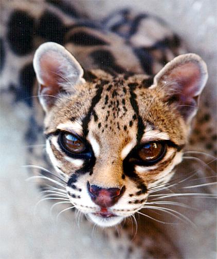 Джини Потър Margay22