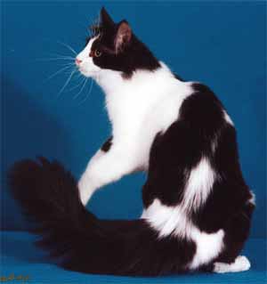 Blackstar-Male-Turkish VanxTurkish Angora Black-and-White-Turkish-Angora