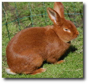 Minou est venue! Lapin