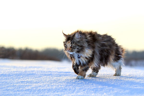 Hafers Zeichenshop - Seite 3 600-maine-coon-snow