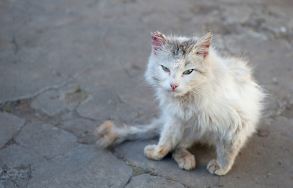 Gribouillages et barbouillages de Marà Feral-cat