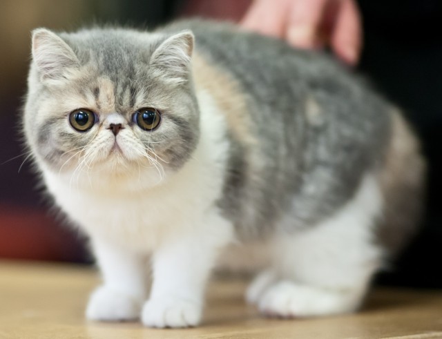 Woollyfur of WaterClan  Nice-exotic-shorthair-kitten-photo