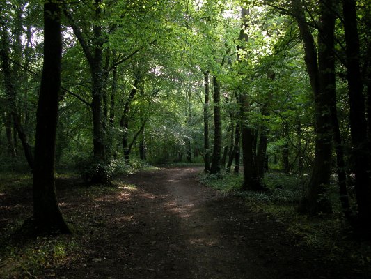 Гората                                          BwlchYCwmForest