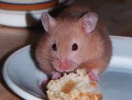 Hamstre de Deolinne Hamster_1