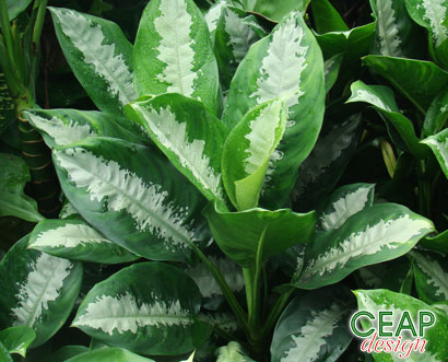 الاجلونيما Aglaonema_crispum