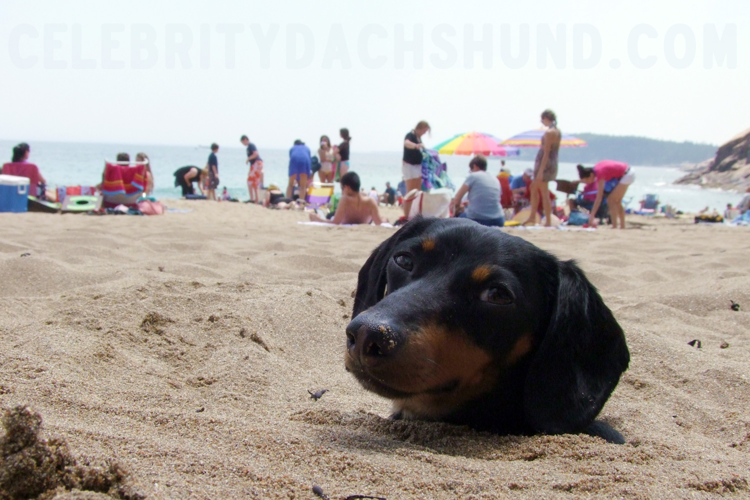 Exterijeri iz snova - Page 9 Dachshund-buried-on-beach