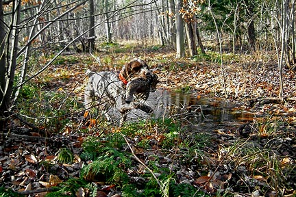 La gélinotte huppée au chien d'arrêt Ranger_photoart0126