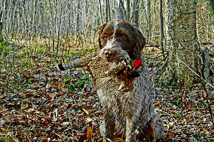 La gélinotte huppée au chien d'arrêt Ranger_photoart0127