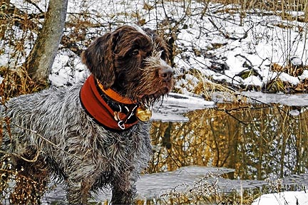 La gélinotte huppée au chien d'arrêt Ranger_photoart0138