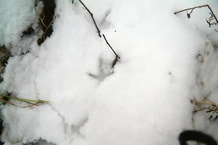 La gélinotte huppée au chien d'arrêt Trace-ruffed_grouse