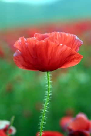 LUGLIO IN BUONGIORNO Fiore_di_campo