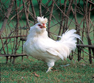 ..galline.. 367-GallinaPadovana_PolveraraRuspante