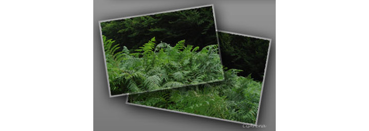 Modeling of the Dinosaur - part 03 Fern