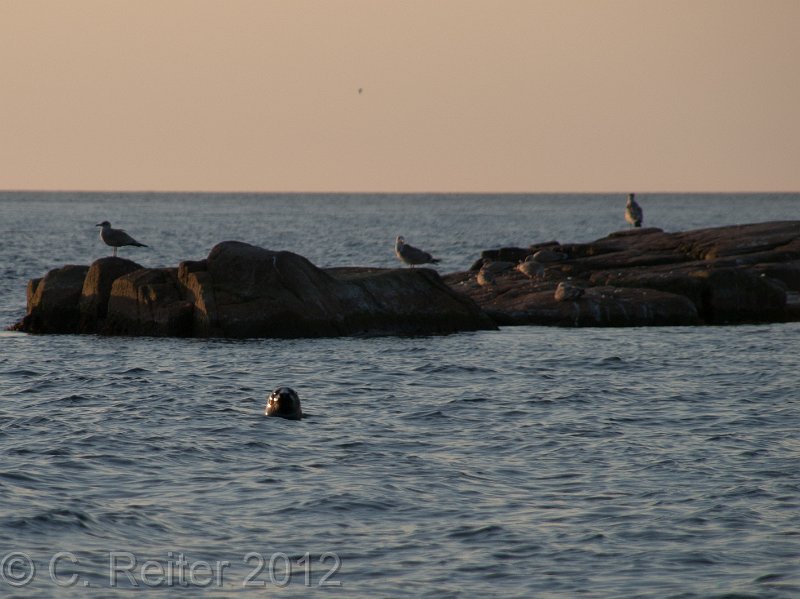 Croisière en rêve sur la Baltique Ostsee2012-8174550