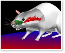          Campaign_alternative_mouse