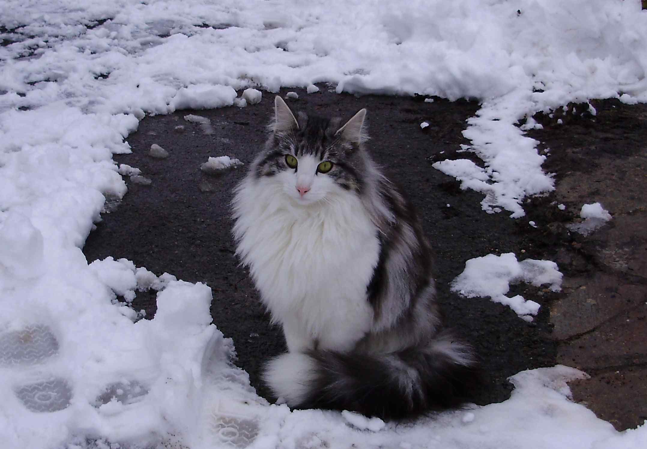 Whitefrost and Kits! Two for adoption Woo0902