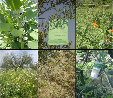 Ncig xyuas Nplog teb - Page 2 Lutte-biologique-engrais-vert-compost-agriculture-biologique-legumes-olives-de-nice-produits-de-la-ferme