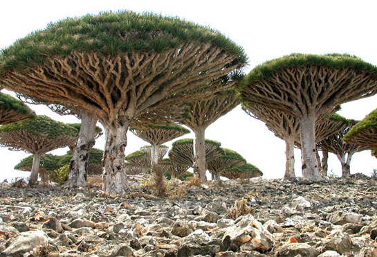 Afrika - Page 11 Socotra