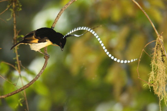 Những loài chim có bộ lông quí hiếm! Pic13