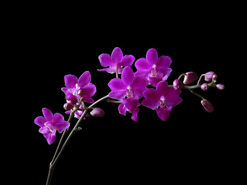 Hoa Phong Lan Hoa_PhongLan_orchid_MyNhan1