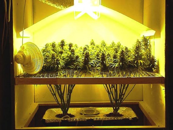 on va faire la teuf le 23 juin  Marijuana-chanvre-lampes-culture-interieur-pot-cannabis-fumer-plante-acheter-9256c