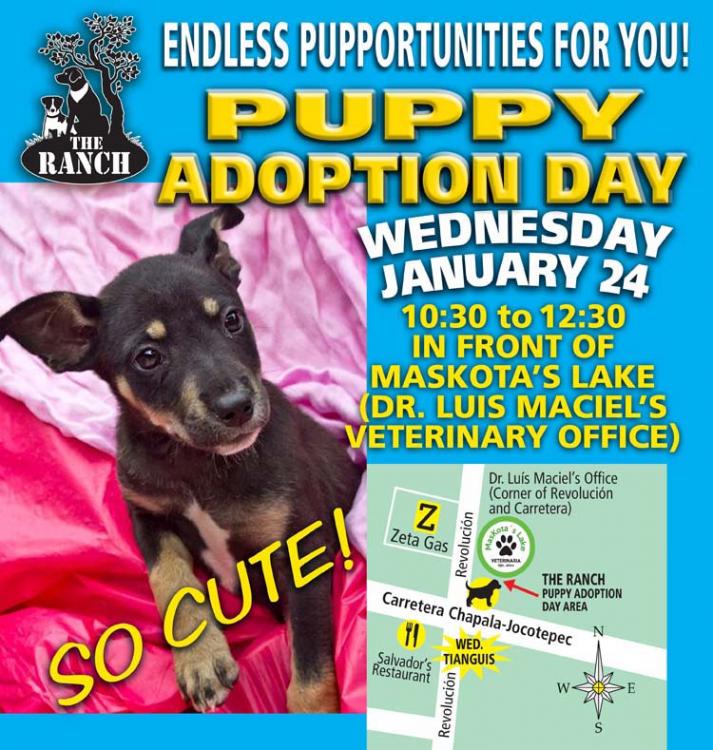 Ranch Puppy Adoption Day Wednesday 24 January 5a626f8969bac_ADPROMOWED-24Jan750.thumb.jpg.27aacde2ef2157915dd2a386657bb599