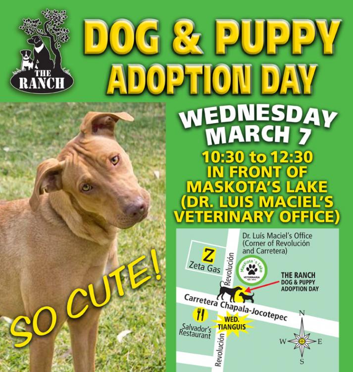 Ranch Puppy & Dog Adoption Day Wednesday 7 March 5a9e2e337948c_ADPROMOWED750-7mar.thumb.jpg.8353324ce2973117141aa2c58884c8c8