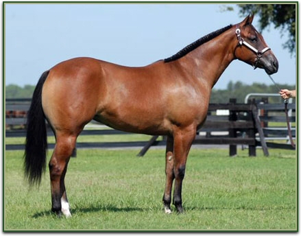 QTR HORSES FOR SALEQTR HORSES FOR SALE Dontchaluvadun9141