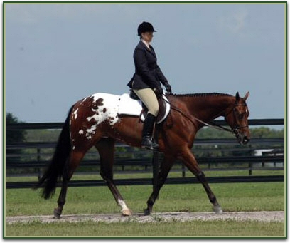 QTR HORSES FOR SALEQTR HORSES FOR SALE Honourablehunter14