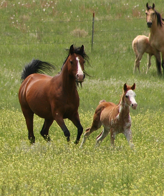 Horses................................ TassRhevelation