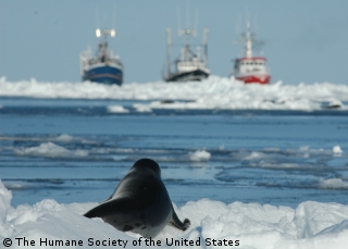 Fourrure Torture s’insurge contre le nouveau quota de 2010 pour la chasse aux phoques au Canada Phoque-bateaux-HSUS