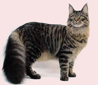 Ecume, Ambre, Braise et Brume Maine_coon