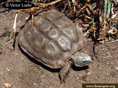 Listado de alguna tortugas terrestres. HomopusareolatusVL1