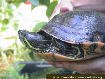 [identifiés] trachemys venusta + Chelonia mydas TornatavenustaDS3