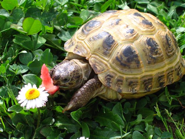 [Fiche] Agrionemys horsfieldii (Tortue des steppes) Horsfieldii