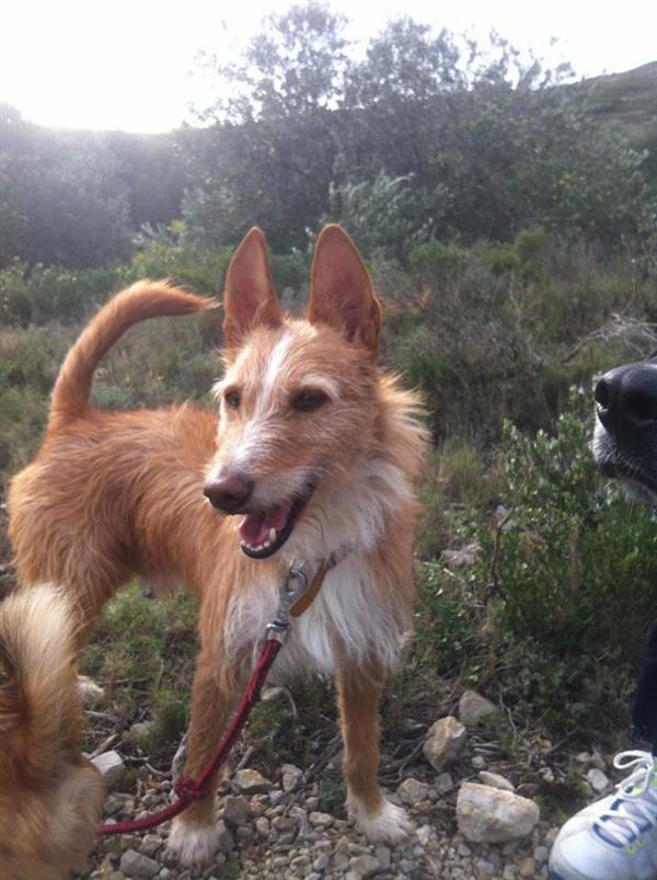 HANDJING - podenco 7 ans - Arpan à Narbonne (11) Andjing