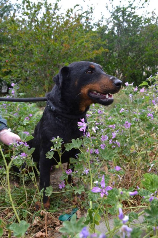 NEOo - jagd terrier 2 ans - ARPAN à Narbonne (11) 10250156_689411351118803_4926028794401942181_n-533x800