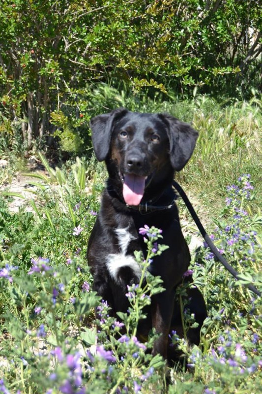 GLORIA - x labrador/berger beauceron ? 3 ans - ARPAN à Narbonne (11) 1795630_686914728035132_9123217201868766064_n-533x800