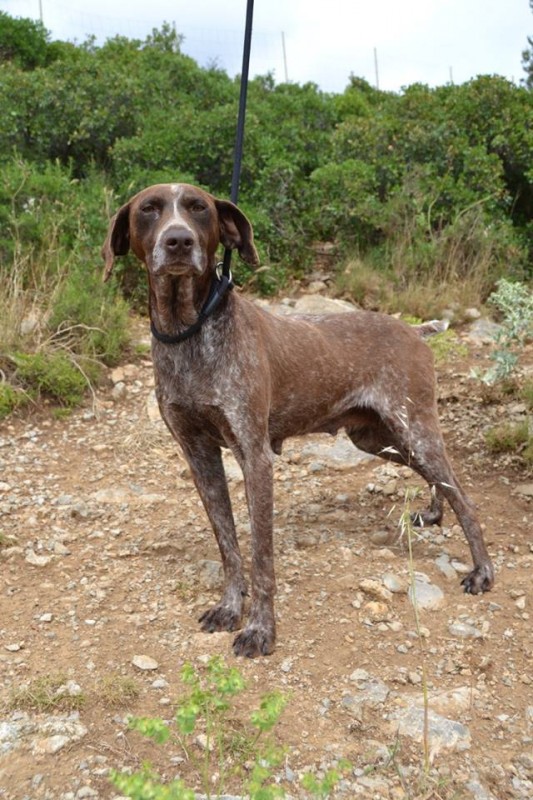 DIANE - braque allemand 5 ans - ARPAN à Narbonne (11) Sal-533x800