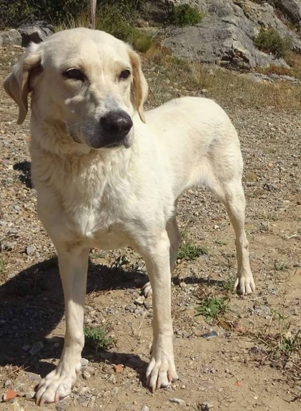 BOULE - x labrador - ARPAN à Narbonne (11) Vin-585x800