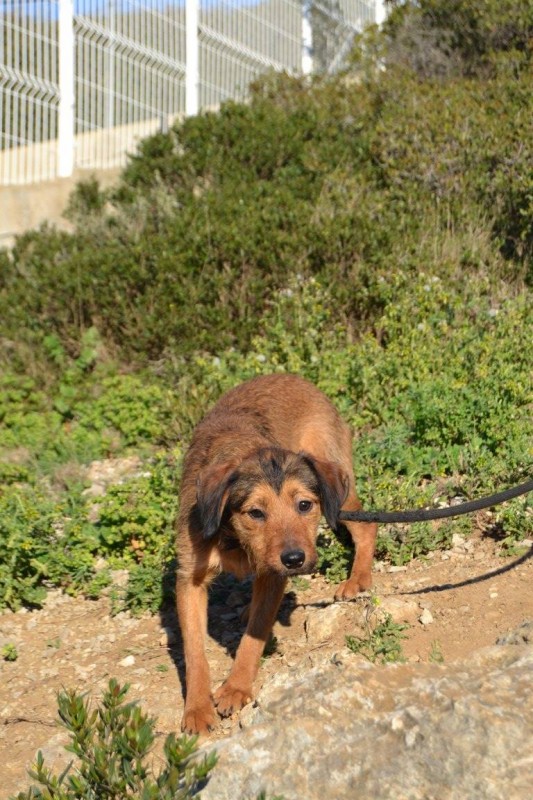 ADHARA - x griffon  fauve-charbonné 3 ans - ARPAN à Narbonne (11) Adha-533x800