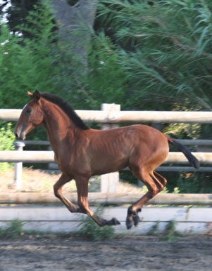 >> Jeu de la photo Poulain-galop