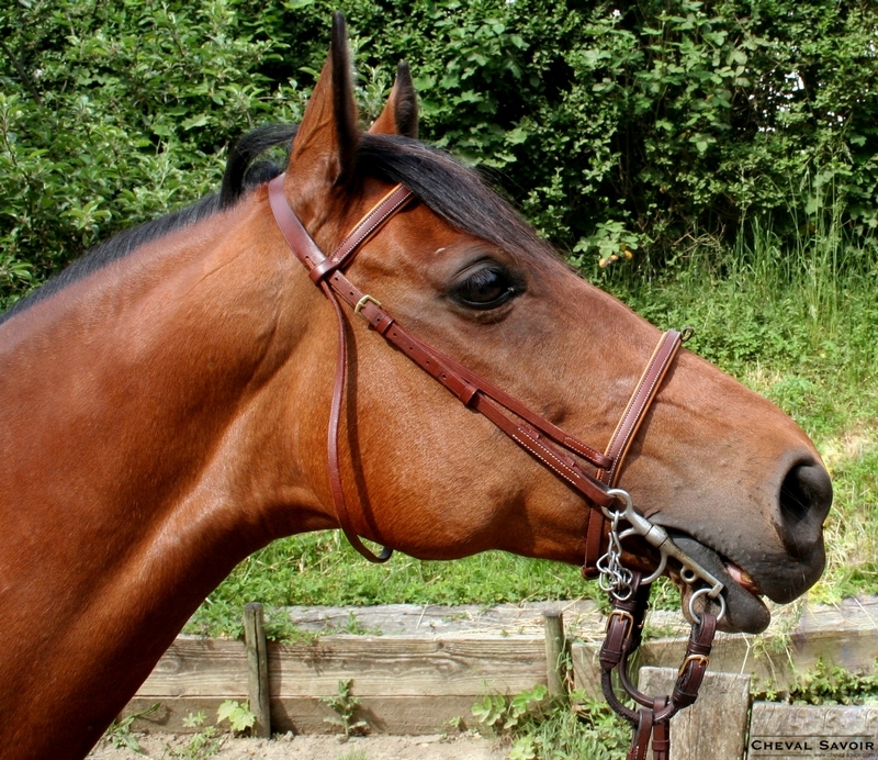 chevaliers du royaume Sept-points-communication-avec-tete-cheval-1